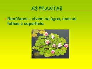 As PlantasNenúfares – vivem na água, com as folhas à superfície.