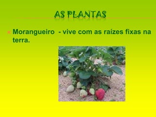As PlantasMorangueiro  - vive com as raízes fixas na terra.