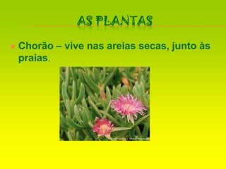 As PlantasChorão – vive nas areias secas, junto às praias.
