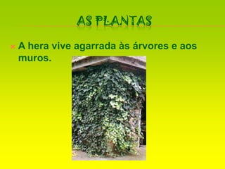 As PlantasA hera vive agarrada às árvores e aos muros.