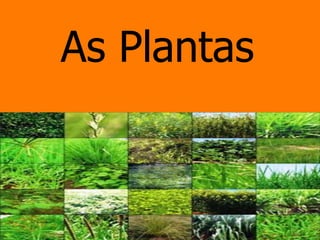As Plantas
 