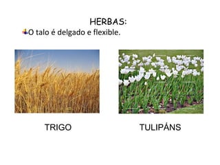 HERBAS:
O talo é delgado e flexible.




    TRIGO                      TULIPÁNS
 