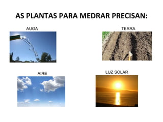 AS PLANTAS PARA MEDRAR PRECISAN:
  AUGA                     TERRA




     AIRE            LUZ SOLAR
 
