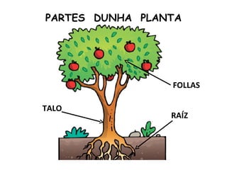 PARTES DUNHA PLANTA




                 FOLLAS

TALO
                 RAÍZ
 