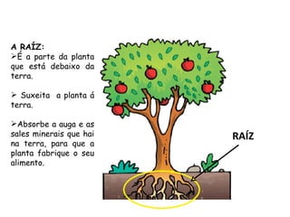 A RAÍZ:
É a parte da planta
que está debaixo da
terra.

 Suxeita a planta á
terra.

Absorbe a auga e as
sales minerais que hai   RAÍZ
na terra, para que a
planta fabrique o seu
alimento.
 