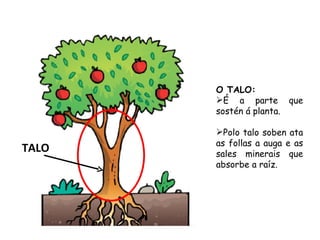 O TALO:
       É a parte que
       sostén á planta.

       Polo talo soben ata
       as follas a auga e as
TALO   sales minerais que
       absorbe a raíz.
 