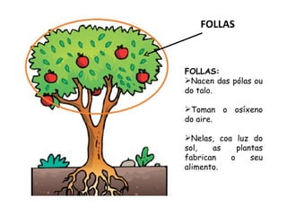FOLLAS



FOLLAS:
Nacen das pólas ou
do talo.

Toman o osíxeno
do aire.

Nelas, coa luz do
sol,   as    plantas
fabrican   o     seu
alimento.
 