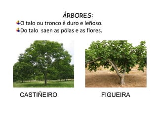 ÁRBORES:
O talo ou tronco é duro e leñoso.
Do talo saen as pólas e as flores.




CASTIÑEIRO                       FIGUEIRA
 