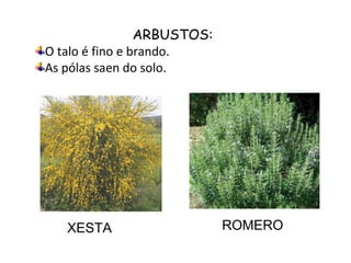ARBUSTOS:
O talo é fino e brando.
As pólas saen do solo.




   XESTA                     ROMERO
 