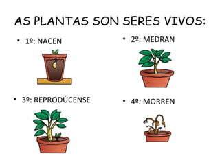 AS PLANTAS SON SERES VIVOS:
• 1º: NACEN          • 2º: MEDRAN




• 3º: REPRODÚCENSE   • 4º: MORREN
 