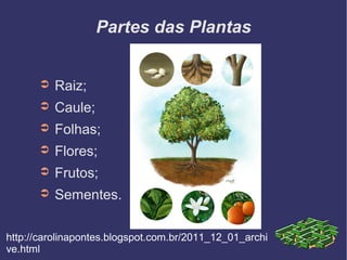 Partes das Plantas


      ➲   Raiz;
      ➲   Caule;
      ➲   Folhas;
      ➲   Flores;
      ➲   Frutos;
      ➲   Sementes.

http://carolinapontes.blogspot.com.br/2011_12_01_archi
ve.html
 