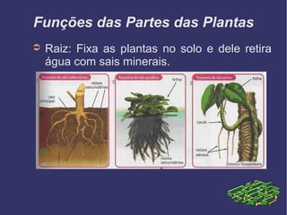 Funções das Partes das Plantas
➲   Raiz: Fixa as plantas no solo e dele retira
    água com sais minerais.
 