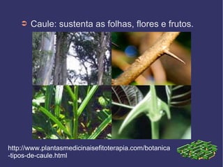 ➲   Caule: sustenta as folhas, flores e frutos.




http://www.plantasmedicinaisefitoterapia.com/botanica
-tipos-de-caule.html
 
