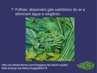 ➲   Folhas: absorvem gás carbônico do ar e
          eliminam água e oxigênio.




http://pt.dreamstime.com/imagens-de-stock-royalty-
free-arranjo-da-folha-image264219
 