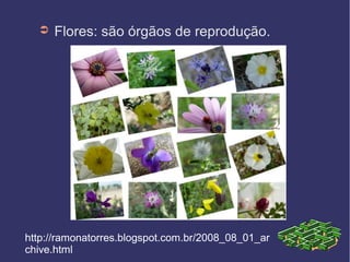 ➲   Flores: são órgãos de reprodução.




http://ramonatorres.blogspot.com.br/2008_08_01_ar
chive.html
 