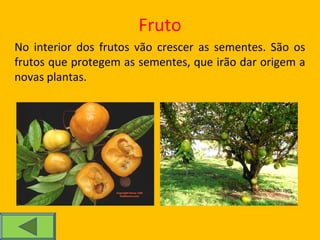 As plantas | PPT