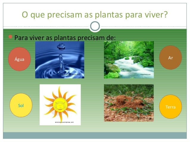 As plantas