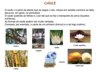 CAULE 
O caule é a parte da planta que se segue à raiz, cresce em sentido contrário ao dela, 
eleva-se, em geral, na atmosfera. 
O caule sustenta as folhas e é por ele que se faz o transporte da seiva (líquidos 
nutritivos). 
As formas do caule podem ser muito variadas. 
Compara, por exemplo, o caule de um pinheiro (tronco) e o de trigo (colmo). 
tronco 
rizoma 
Caule aquático 
colmo 
tubérculo 
bolbo 
espique 
 