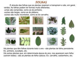 FOLHAS 
É através das folhas que as plantas respiram e transpiram e são, em geral, 
verdes. As folhas podem ter formas muito diferentes. 
-umas são compridas, como as do pinheiro; 
-outras são largas, como as do plátano; 
-outras são muito recortadas, como as do carvalho. 
Há plantas que têm folhas durante todo o ano - são plantas de folha persistente. 
Ex. pinheiro, eucalipto, etc. 
Há outras plantas que, em determinada época do ano, nos aparecem sem folha 
(caíram todas) - são as plantas de folha caduca. Ex. carvalho, castanheiro, etc. 
 