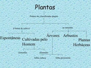 Plantas 
Podem ser classificadas quanto 
à forma de cultivo ao tamanho 
Árvores Arbustos 
Cultivadas pelo 
Homem 
Espontâneas 
semeadas plantadas 
Plantas 
Herbáceas 
folha caduca folha persistente 
 