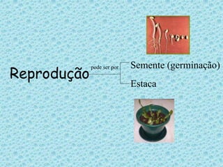 Reproduçãopode ser por Semente (germinação) 
Estaca 
 
