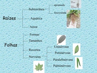 Raízes 
Subterrânea 
Aquática 
Aérea 
aprumada 
fasciculada 
Folhas 
Formas 
Tamanhos 
Recortes 
Nervuras 
Uninérveas 
Peninérveas 
Paralelinérveas 
Palminérveas 
 