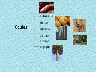 Caules 
Tubérculo 
Bolbo 
Rizoma 
Colmo 
Tronco 
Espique 
 