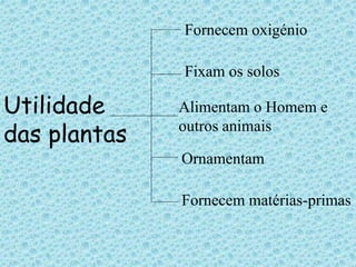 Utilidade 
das plantas 
Fornecem oxigénio 
Fixam os solos 
Alimentam o Homem e 
outros animais 
Ornamentam 
Fornecem matérias-primas 
 