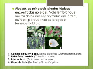  Abaixo, as principais plantas tóxicas 
encontradas no Brasil. Vale lembrar que 
muitas delas são encontradas em jardins, 
quintais, parques, vasos, praças e 
terrenos baldios: 
1- Comigo-ninguém-pode. Nome científico: Dieffenbachia picta; 
2- Tinhorão ou caládio (Caladium bicolor); 
3- Taioba-Brava (Colocasia antiquorum); 
4- Copo-de-Leite (Zantedeschia aethiopica). 
 