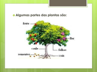  Algumas partes das plantas são: 
 