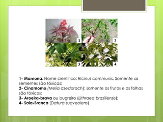1- Mamona. Nome científico: Ricinus communis. Somente as 
sementes são tóxicas; 
2- Cinamomo (Melia azedarach): somente os frutos e as folhas 
são tóxicos; 
3- Aroeira-brava ou bugreiro (Lithraea brasiliensis); 
4- Saia-Branca (Datura suaveolens) 
 