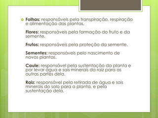 Folhas: responsáveis pela transpiração, respiração 
e alimentação das plantas. 
Flores: responsáveis pela formação do fruto e da 
semente. 
Frutos: responsáveis pela proteção da semente. 
Sementes: responsáveis pelo nascimento de 
novas plantas. 
Caule: responsável pela sustentação da planta e 
por levar água e sais minerais da raiz para as 
outras partes dela. 
Raiz: responsável pela retirada de água e sais 
minerais do solo para a planta, e pela 
sustentação dela. 
 