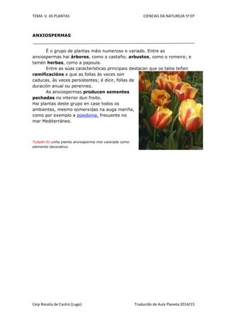 TEMA V. AS PLANTAS CIENCIAS DA NATUREZA 5º EP
Ceip Rosalía de Castro (Lugo) Traducido de Aula Planeta 2014/15
ANXIOSPERMAS
É o grupo de plantas máis numeroso e variado. Entre as
anxiospermas hai árbores, como o castaño; arbustos, como o romeiro; e
tamén herbas, como a papoula.
Entre as súas características principais destacan que os talos teñen
ramificacións e que as follas ás veces son
caducas, ás veces persistentes; é dicir, follas de
duración anual ou perennes.
As anxiospermas producen sementes
pechadas no interior dun froito.
Hai plantas deste grupo en case todos os
ambientes, mesmo somerxidas na auga mariña,
como por exemplo a posidonia, frecuente no
mar Mediterráneo.
Tulipán Es unha planta anxiosperma moi valorada como
elemento decorativo.
 