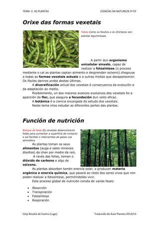 TEMA V. AS PLANTAS CIENCIAS DA NATUREZA 5º EP
Ceip Rosalía de Castro (Lugo) Traducido de Aula Planeta 2014/15
Orixe das formas vexetais
Fabas Como os feixóns e os chícharos son
plantas leguminosas.
A partir dun organismo
unicelular sinxelo, capaz de
realizar a fotosíntese (o proceso
mediante o cal as plantas captan alimento e desprenden osíxeno) chegouse
a todas as formas vexetais actuais e a outras moitas que desapareceron.
Os fósiles dannos proba destas últimas.
A diversificación actual dos vexetais é consecuencia da evolución e
da adaptación ao medio.
Posiblemente, un dos maiores avances evolutivos dos vexetais foi a
aparición da flor, que asegura a fecundación dun xeito eficaz.
A botánica é a ciencia encargada do estudo dos vexetais.
Neste tema imos estudar as diferentes partes das plantas.
Función de nutrición
Bosque de faias Os vexetais desenvolveron
follas para aumentar a superficie de contacto
e así facilitar o intercambio de gases coa
atmosfera
As plantas toman os seus
alimentos (auga e sales minerais
disoltos) do chan por medio da raíz.
A ravés das follas, toman o
dióxido de carbono e algo de
osíxeno.
As plantas absorben tamén enerxía solar, e producen materia
orgánica e enerxía química, que pasará ao resto dos seres vivos que non
poden realizar a fotosíntese, permitíndolles vivir.
Este proceso global de nutrición consta de varias fases:
 Absorción
 Transpiración
 Fotosíntese
 Respiración
 