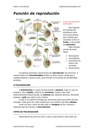 TEMA V. AS PLANTAS CIENCIAS DA NATUREZA 5º EP
Ceip Rosalía de Castro (Lugo) Traducido de Aula Planeta 2014/15
Función de reprodución
Proceso de fecundación
dunha planta
Nos órganos
de reprodución
acontecen unha
serie de procesos
que rematan por
converter a flor en
froito, o cal contén
as sementes.
Este proceso
consta de catro
fases:
 Polinización
 Fecundación
 Formación do
froito e da
semente
 Xerminación
As plantas presentan mecanismos de reprodución moi diversos. A
maioría delas son hermafroditas (teñen os dous sexos), aínda que a
autofecundación é pouco usual, pois entraña unha perda de variabilidade
xenética.
A POLINIZACIÓN
A polinización é o paso do pole dende o estame, lugar no que se
produciu, ata o pistilo, onde ha de xerminar. Cando a flor está
suficientemente desenvolvida, as anteras dos estames ábrense, deixando
escapar o pole que está no seu interior.
O pole é un polviño formado por diminutos grans que teñen formas
variadas. Cada gran ten unha cuberta en cuxo interior hai dúas células.
Unha vez que o gran de pole está no estigma da flor comeza a
segunda fase do proceso: a fecundación.
TIPOS DE POLINIZACIÓN
Dependendo de como se leve a cabo a polinización, esta pode ser:
 