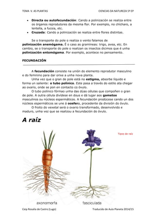 TEMA V. AS PLANTAS CIENCIAS DA NATUREZA 5º EP
Ceip Rosalía de Castro (Lugo) Traducido de Aula Planeta 2014/15
 Directa ou autofecundación: Cando a polinización se realiza entre
os órganos reprodutores da mesma flor. Por exemplo, no chícharo, a
lentella, a fucsia, etc.
 Cruzada: Cando a polinización se realiza entre flores distintas.
Se o transporte do pole o realiza o vento falamos de
polinización anemógama. É o caso as gramíneas: trigo, avea, etc. En
cambio, se o transporte do pole o realizan os insectos dicimos que é unha
polinización entomógama. Por exemplo, acontece no pensamento.
FECUNDACIÓN
A fecundación consiste na unión do elemento reprodutor masculino
e do feminino para dar orixe a unha nova planta.
Unha vez que o gran de pole está no estigma, absorbe líquido e
forma un saliente: o tubo polínico. Este pasa a través do estilo ata chegar
ao ovario, onde se pon en contacto co óvulo.
O tubo polínico fórmao unha das dúas células que compoñen o gran
de pole. A outra célula divídese en dous e dá lugar aos gametos
masculinos ou núcleos espermáticos. A fecundación prodúcese cando un dos
núcleos espermáticos se une á oosfera, procedente da división do óvulo.
O froito do vexetal será o ovario transformado, desenvolvido e
maduro, unha vez que se realizou a fecundación do óvulo.
A raíz
Tipos de raíz
 