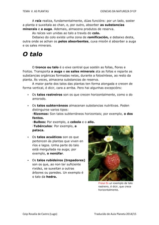 TEMA V. AS PLANTAS CIENCIAS DA NATUREZA 5º EP
Ceip Rosalía de Castro (Lugo) Traducido de Aula Planeta 2014/15
A raíz realiza, fundamentalmente, dúas funcións: por un lado, soster
a planta e suxeitala ao chan, e, por outro, absorber as substancias
minerais e a auga. Ademais, almacena produtos de reserva.
As raíces van unidas ao talo a través do colo.
Debaixo do colo existe unha zona de ramificación, e debaixo desta,
outra onde se achan os pelos absorbentes, cuxa misión é absorber a auga
e os sales minerais.
O talo
O tronco ou talo é o eixe central que sostén as follas, flores e
froitos. Transporta a auga e os sales minerais ata as follas e reparte as
substancias orgánicas formadas nelas, durante a fotosíntese, ao resto da
planta. Ás veces, almacena substancias de reserva.
A maior parte dos talos das plantas ten forma alongada e crecen de
forma vertical, é dicir, cara a arriba. Pero hai algunhas excepcións:
 Os talos rastreiros son os que crecen horizontalmente, como o do
amorodo.
 Os talos subterráneos almacenan substancias nutritivas. Poden
distinguirse varios tipos:
-Rizomas: Son talos subterráneos horizontais; por exemplo, o dos
fentos.
-Bulbos: Por exemplo, a cebola e o allo.
-Tubérculos: Por exemplo, a
pataca.
 Os talos acuáticos son os que
pertencen ás plantas que viven en
ríos e lagos. Unha parte do talo
está mergullada na auga; por
exemplo, o nenúfar.
 Os talos rubideiros (trepadores)
son os que, ao non ter suficiente
rixidez, se suxeitan a outras
árbores ou paredes. Un exemplo é
o talo da hedra.
Fresa Es un exemplo de talo
rastreiro, é dicir, que crece
horizontalmente.
 
