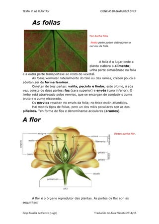 TEMA V. AS PLANTAS CIENCIAS DA NATUREZA 5º EP
Ceip Rosalía de Castro (Lugo) Traducido de Aula Planeta 2014/15
As follas
Faz dunha folla
Nesta parte poden distinguirse os
nervios da folla.
A folla é o lugar onde a
planta elabora o alimento;
unha parte almacénase na folla
e a outra parte transportase ao resto do vexetal.
As follas xermolan lateralmente do talo ou das ramas, crecen pouco e
adoitan ser de forma laminar.
Constan de tres partes: vaíña, pecíolo e limbo; este último, á súa
vez, consta de dúas partes: faz (cara superior) e envés (cara inferior). O
limbo está atravesado polos nervios, que se encargan de conducir o zume
bruto e o zume elaborado.
Os nervios resaltan no envés da folla; no feixe están afundidos.
Hai moitos tipos de follas, pero un dos máis peculiares son as dos
piñeiros. Ten forma de fíos e denomínanse aciculares (arumes).
A flor
Partes dunha flor.
A flor é o órgano reprodutor das plantas. As partes da flor son as
seguintes:
 