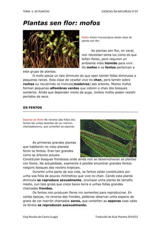 TEMA V. AS PLANTAS CIENCIAS DA NATUREZA 5º EP
Ceip Rosalía de Castro (Lugo) Traducido de Aula Planeta 2014/15
Plantas sen flor: mofos
Mofos Visión microscópica desta clase de
planta sen flor.
As plantas sen flor, en xeral,
non necesitan tanta luz como as que
teñen flores, pero requiren un
ambiente máis húmido para vivir.
Os mofos e os fentos pertencen a
este grupo de plantas.
O mofo posúe un talo diminuto do que saen tamén follas diminutas e
pequenas raíces. Esta clase de vexetal vive no chan, pero tamén sobre
rochas ou recubrindo os troncos(madeiros) das árbores. Moitos mofos
forman pequenas alfombras verdes que cobren o chan dos bosques
sombríos. Aínda que dependen moito da auga, moitos mofos poden resistir
períodos de seca.
OS FENTOS
Esporas do fento No reverso das follas dos
fentos hai unhas bolsiñas de cor marrón,
chamadassoros, que conteñen as esporas.
As primeiras grandes plantas
que habitaron no noso planeta
foron os fentos. Eran tan grandes
como as árbores actuais.
Constituían bosques frondosos onde aínda non se desenvolveran as plantas
con flores. Na actualidade, soamente é posible encontrar grandes fentos
nalgúns bosques das rexións tropicais.
Durante unha parte da súa vida, os fentos están constituídos por
unha soa folla de poucos milímetros que vive no chan. Cando esta planta
diminuta se reproduce sexualmente, orixínase unha planta de tamaño
medio, cun talo groso que crece baixo terra e unhas follas grandes
chamadas frondes.
Os fentos non producen flores nin sementes para reproducirse. En
certas épocas, no reverso das frondes, pódense observar unha especie de
grans de cor marrón chamados soros, que conteñen as esporas coas cales
os fentos se reproducen asexualmente.
 