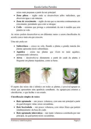Escola Carlos Paredes
Professora: Isabel Gonçalves Página 3
raìzes mais pequenas a partir da raiz principal.
 Zona pilosa – região onde se desenvolvem pêlos radiculares, que
absorvem água e sais minerais.
 Zona de crescimento – região da raiz que se encontra continuamente em
crescimento, permitindo qeu a raiz se alongue.
 Coifa – estrutura que protege a extremidade da raiz à medida que esta
penetra no solo.
As raízes podem desenvolver-se em diferentes meios e serem classificadas de
acordo com o meio em que crescem.
Uma raiz pode ser:
 Subterrânea – cresce no solo, fixando a planta; a grande maioria das
plantas apresenta raízes subterrâneas.
 Aquática – existe nas plantas que vivem no meio aquático,
permanecendo submersa.
 Aérea – desenvolve-se diretamente a partir do caule da planta; é
frequente em plantas trepadeiras, como as heras.
O aspeto das raízes não é idêntico em todas as plantas; é possível agrupar as
raízes que apresentam uma aparência semelhante. Ao agrupá-çasa estamos a
classificá-las, o qeu facilita o seu estudo.
Classificação simples de raízes
 Raiz aprumada – raiz pouco volumosa, com uma raiz principal a partir
da qual divergem várias raízes secundárias.
 Raiz fasciculada – raiz pouco volumosa, com vários feixes que partem
simultaneamente da base do caule.
 Raiz aprumada tuberculosa – raiz muito volumosa constituída por raiz
principal, da qual partem raízes secundárias.
 