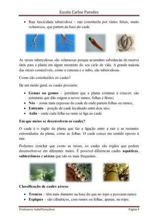 Escola Carlos Paredes
Professora: Isabel Gonçalves Página 4
 Raiz fasciculada tuberculosa – raiz constituída por vários feixes, muito
volumosos, que partem da base do caule.
As raízes tuberculosas são volumosas porque acumulam substâncias de reserva
úteis para a planta em algum momento do seu ciclo de vida. A grande maioria
das raízes comestíveis, como a cenoura e o nabo, são tuberculosas.
Como são constituídos os caules?
De um modo geral, os caules possuem:
 Gemas ou gomos – permitem que a planta continue a crescer; são
estruturas que dão origem a novos ramos, folhas e flores;
 Nós – zonas mais espessas do caule de onde partem folhas ou ramos;
 Entrenós – porção de caule localizado entre dois nós;
 Axila – onde cada folha ou ramo se liga ao caule.
Em que meios se desenvolvem os caules?
O caule é o órgão da planta que faz a ligação entre a raiz e as restantes
extremidades da planta, como as folhas. O caule cresce em sentido oposto à
raiz.
Podemos concluir que como as raízes, os caules são órgãos que podem
desenvolver-se em diferentes meios. É possível diferenciar caules aquáticos,
subterrâneos e aéreos que são os mais frequentes.
Classificação de caules aéreos
 Troncos – têm mais diametro na base do que no topo e possuem ramos
 Espiques – são cilíndricos, com ramos ou folhas, apenas, no topo.
 