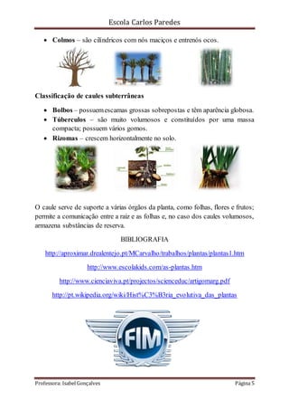 Escola Carlos Paredes
Professora: Isabel Gonçalves Página 5
 Colmos – são cilíndricos com nós maciços e entrenós ocos.
Classificação de caules subterrâneas
 Bolbos – possuemescamas grossas sobrepostas e têm aparência globosa.
 Túberculos – são muito volumosos e constituídos por uma massa
compacta; possuem vários gomos.
 Rizomas – crescem horizontalmente no solo.
O caule serve de suporte a várias órgãos da planta, como folhas, flores e frutos;
permite a comunicação entre a raiz e as folhas e, no caso dos caules volumosos,
armazena substâncias de reserva.
BIBLIOGRAFIA
http://aproximar.drealentejo.pt/MCarvalho/trabalhos/plantas/plantas1.htm
http://www.escolakids.com/as-plantas.htm
http://www.cienciaviva.pt/projectos/scienceduc/artigomarg.pdf
http://pt.wikipedia.org/wiki/Hist%C3%B3ria_evolutiva_das_plantas
 