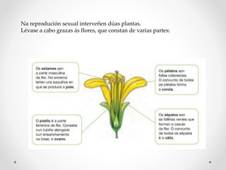 Na reprodución sexual interveñen dúas plantas.
Lévase a cabo grazas ás flores, que constan de varias partes:
 