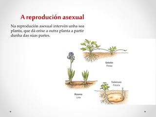 A reproduciónasexual
Na reprodución asexual intervén unha soa
planta, que dá orixe a outra planta a partir
dunha das súas partes.
 