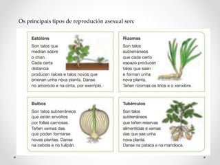 Os principais tipos de reprodución asexual son:
 