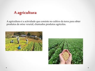 A agricultura
A agricultura é a actividade que consiste no cultivo da terra para obter
produtos de orixe vexetal, chamados produtos agrícolas.
 