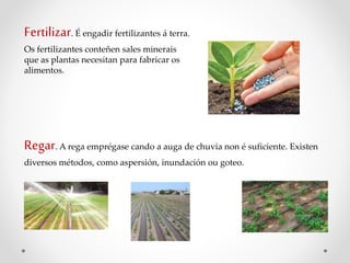 Regar. A rega emprégase cando a auga de chuvia non é suficiente. Existen
diversos métodos, como aspersión, inundación ou goteo.
Fertilizar. É engadir fertilizantes á terra.
Os fertilizantes conteñen sales minerais
que as plantas necesitan para fabricar os
alimentos.
 