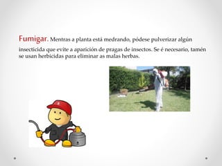 Fumigar.Mentras a planta está medrando, pódese pulverizar algún
insecticida que evite a aparición de pragas de insectos. Se é necesario, tamén
se usan herbicidas para eliminar as malas herbas.
 