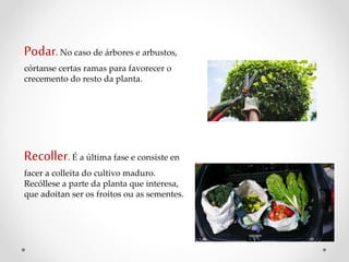 Podar. No caso de árbores e arbustos,
córtanse certas ramas para favorecer o
crecemento do resto da planta.
Recoller. É a última fase e consiste en
facer a colleita do cultivo maduro.
Recóllese a parte da planta que interesa,
que adoitan ser os froitos ou as sementes.
 