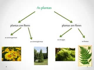 As plantas
plantascon flores
as anxiospermas
os musgos
plantassen flores
as ximnospermas os fentos
 